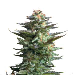 Royal Queen Seeds | Amnesia Haze