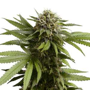 Royal Queen Seeds | Apple Fritter Auto