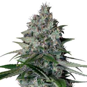 Royal Queen Seeds | Cookies Gelato