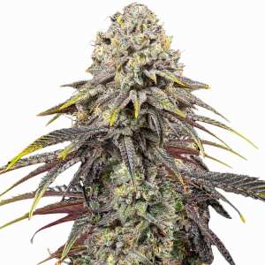 Royal Queen Seeds | Dynamite Diesel (Tyson Seeds)