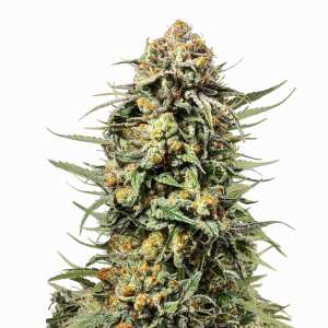 Royal Queen Seeds | Gelato 44 (Tyson Seeds)