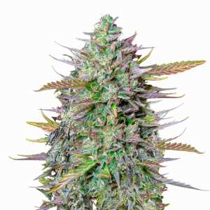 Royal Queen Seeds | GOATlato Auto