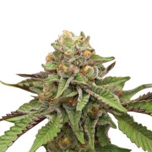 Royal Queen Seeds | Green Gelato