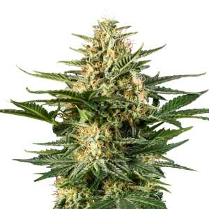 Royal Queen Seeds | Green Gelato Auto