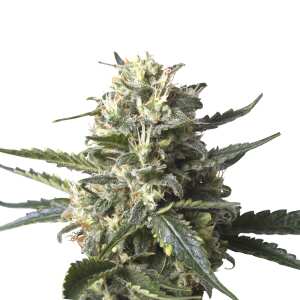 Royal Queen Seeds | Lemon Shining Silver Haze