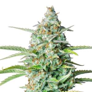 Royal Queen Seeds | Northern Light Auto