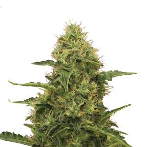 Royal Queen Seeds | Northern Light