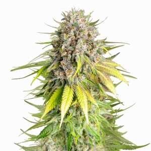 Royal Queen Seeds | Punch Pie (Tyson Seeds)