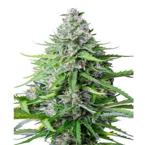 Royal Queen Seeds | Royal Cookies Auto