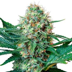 Royal Queen Seeds | Royal Cookies