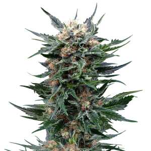 Royal Queen Seeds | Royal Gorilla