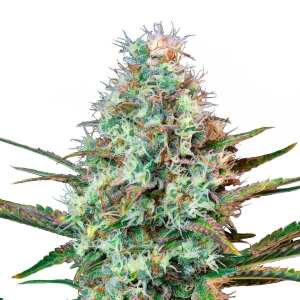 Royal Queen Seeds | Royal Runtz