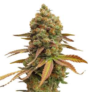 Royal Queen Seeds | Special Queen #1
