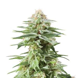 Royal Queen Seeds | White Widow
