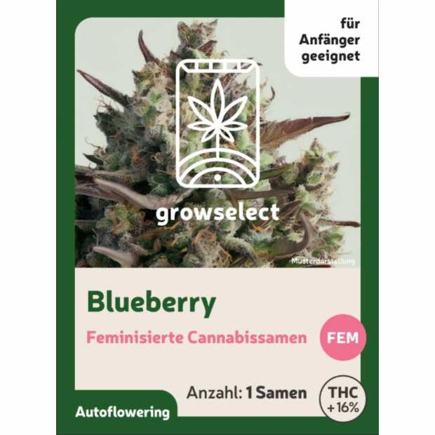 Blueberry | Automatik Cannabissamen von GrowSelect | 1 Hanfsamen