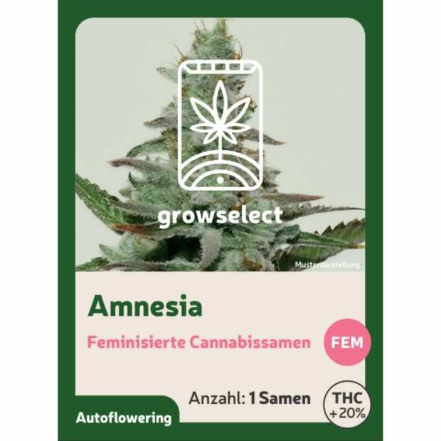 Amnesia | Automatik Cannabissamen von GrowSelect | 1 Hanfsamen