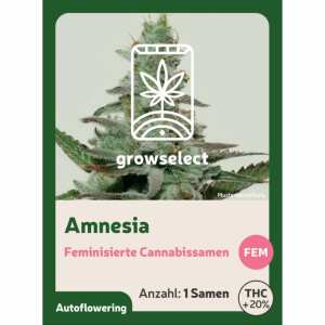 Amnesia | Automatik Cannabissamen von GrowSelect | 1...