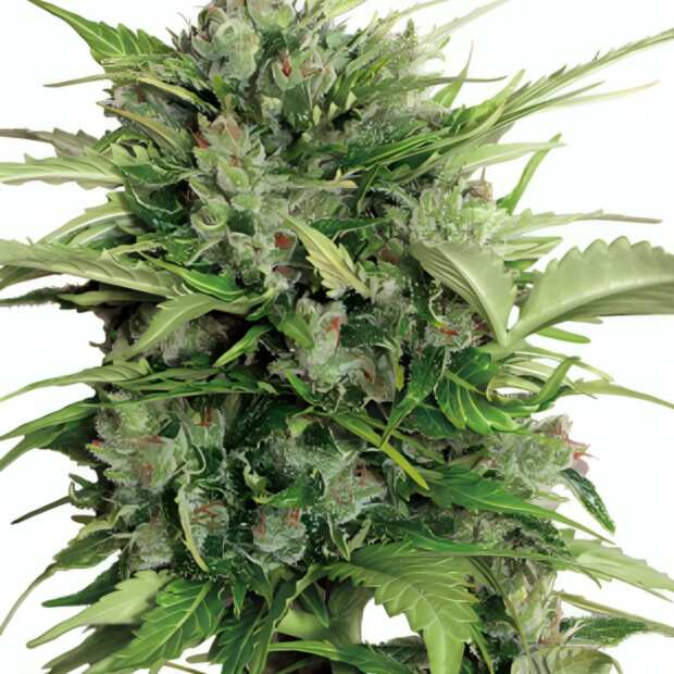 AK 47 | Automatik Cannabissamen von GrowSelect | 1 Hanfsamen