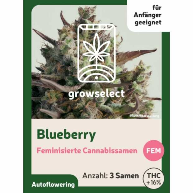 Blueberry | Automatik Cannabissamen von GrowSelect | 3 Hanfsamen