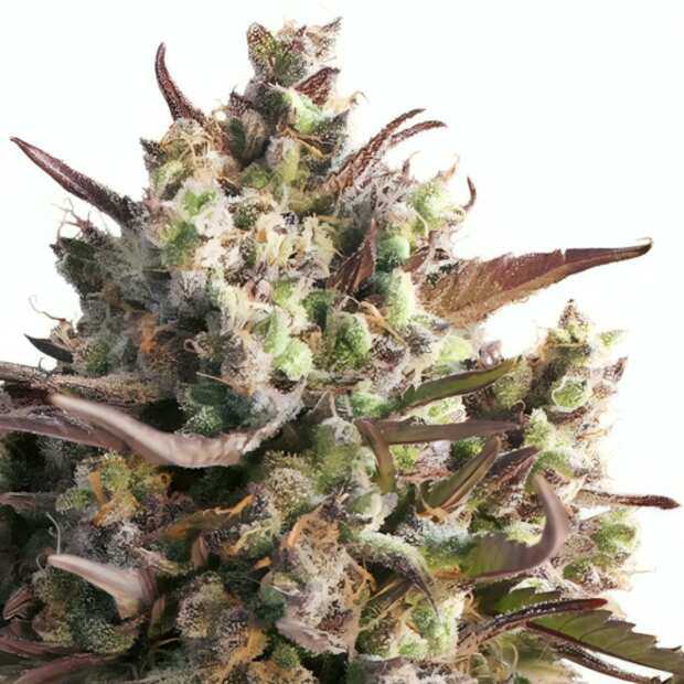 Blueberry | Automatik Cannabissamen von GrowSelect | 3 Hanfsamen