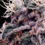Blueberry | Automatik Cannabissamen von GrowSelect | 3 Hanfsamen