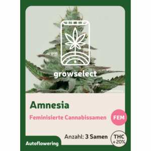 Amnesia | Automatik Cannabissamen von GrowSelect | 3...
