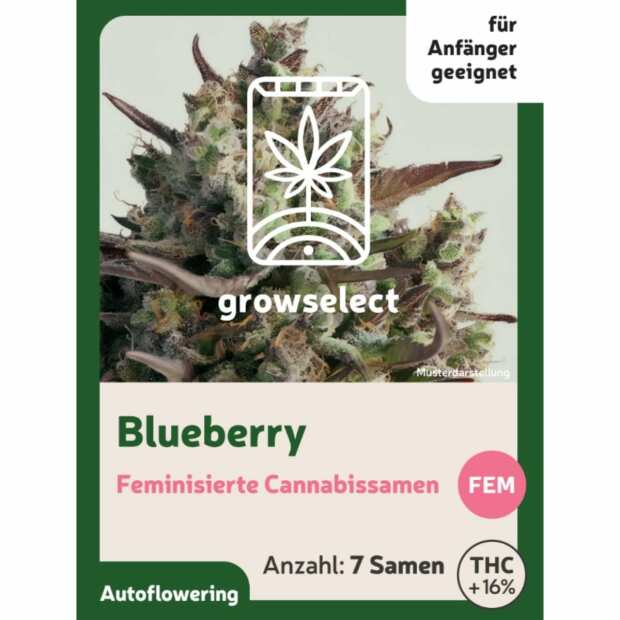 Blueberry | Automatik Cannabissamen von GrowSelect | 7 Hanfsamen