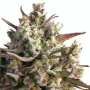 Blueberry | Automatik Cannabissamen von GrowSelect | 7 Hanfsamen