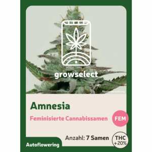 Amnesia | Automatik Cannabissamen von GrowSelect | 7...