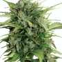AK 47 | Automatik Cannabissamen von GrowSelect | 7 Hanfsamen