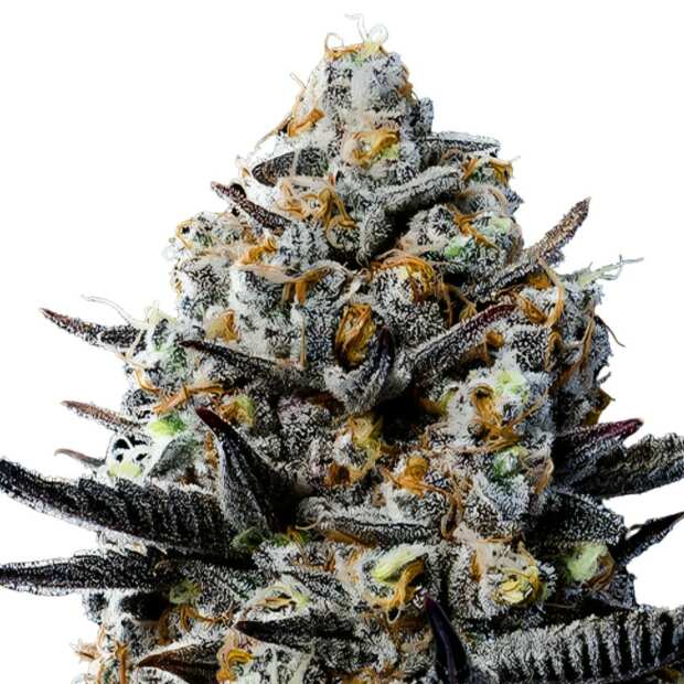 Jealousy | Feminisierte Cannabissamen von GrowSelect | 1 Hanfsamen