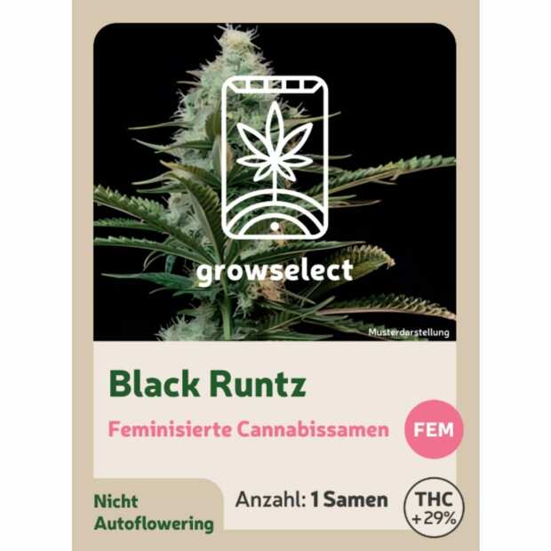 Black Runtz | Feminisierte Cannabissamen von GrowSelect | 1 Hanfsamen