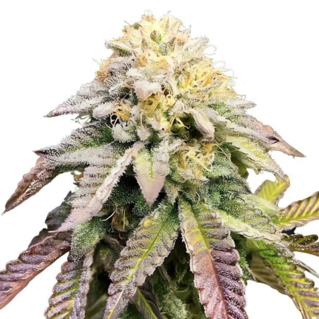 Ice Cream Cake | Feminisierte Cannabissamen von GrowSelect | 1 Hanfsamen