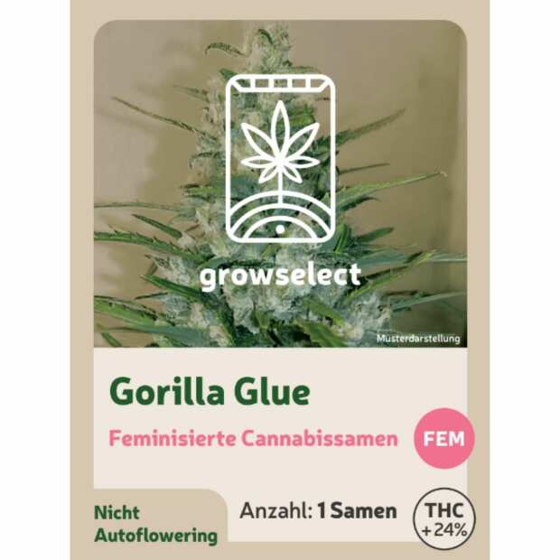 Gorilla Glue | Feminisierte Cannabissamen von GrowSelect | 1 Hanfsamen