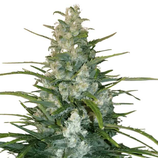 Gorilla Glue | Feminisierte Cannabissamen von GrowSelect | 1 Hanfsamen
