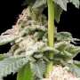Gorilla Glue | Feminisierte Cannabissamen von GrowSelect | 1 Hanfsamen