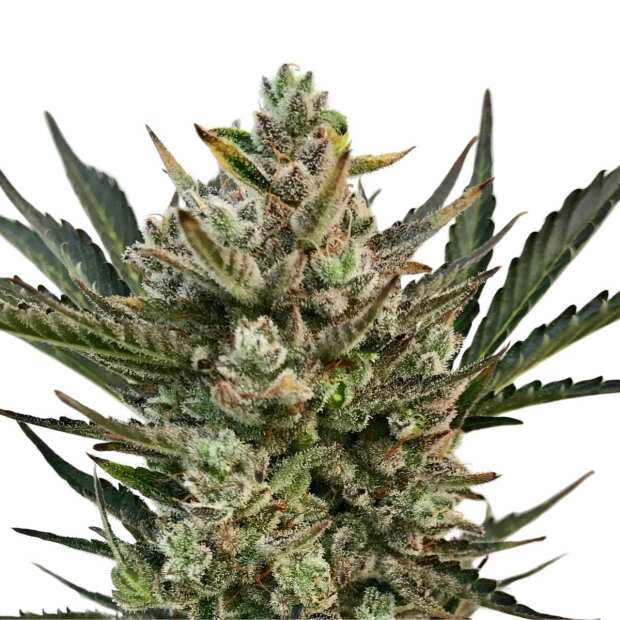 Critical | Feminisierte Cannabissamen von GrowSelect | 1 Hanfsamen