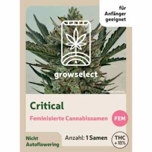 Critical | Feminisierte Cannabissamen von GrowSelect | 1...