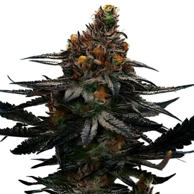 Jealousy | Feminisierte Cannabissamen von GrowSelect | 3 Hanfsamen