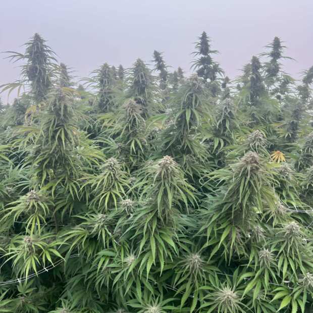 Jealousy | Feminisierte Cannabissamen von GrowSelect | 3 Hanfsamen