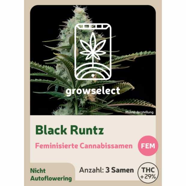 Black Runtz | Feminisierte Cannabissamen von GrowSelect | 3 Hanfsamen