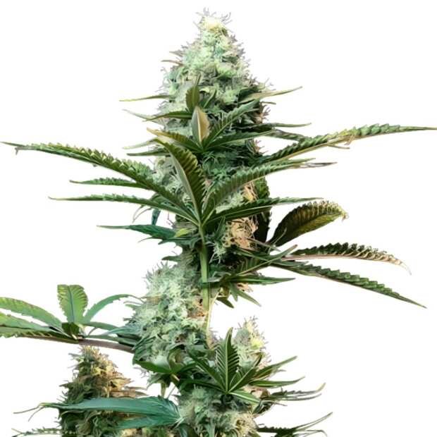 Black Runtz | Feminisierte Cannabissamen von GrowSelect | 3 Hanfsamen