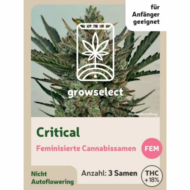 Critical | Feminisierte Cannabissamen von GrowSelect | 3 Hanfsamen