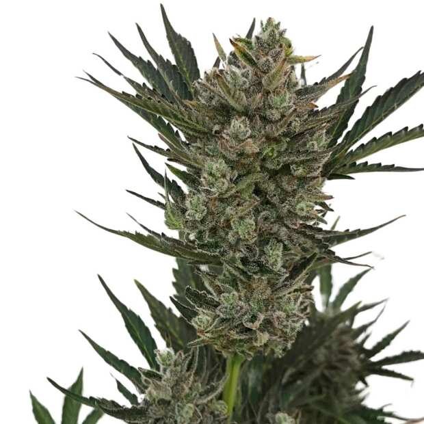 Critical | Feminisierte Cannabissamen von GrowSelect | 3 Hanfsamen