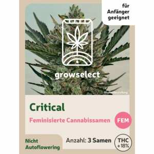 Critical | Feminisierte Cannabissamen von GrowSelect | 3...