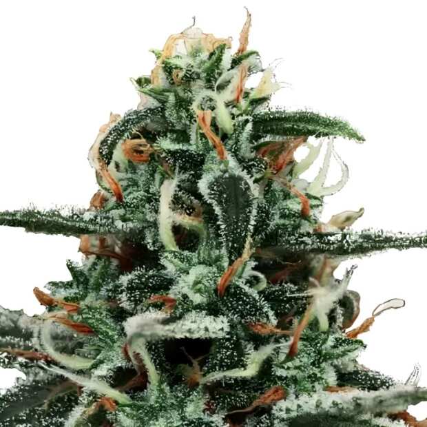 White Widow | Feminisierte Cannabissamen von GrowSelect | 7 Hanfsamen