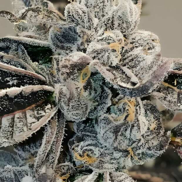 Black Runtz | Feminisierte Cannabissamen von GrowSelect | 7 Hanfsamen