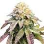 Ice Cream Cake | Feminisierte Cannabissamen von GrowSelect | 7 Hanfsamen