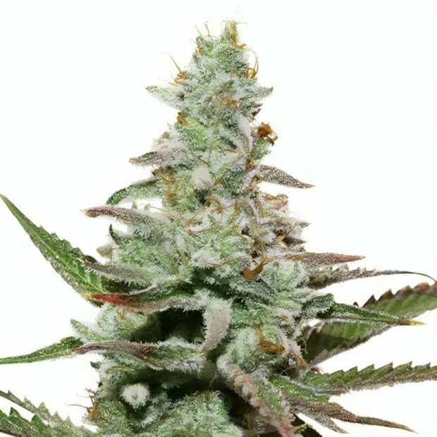 GrowSelect | Amnesia Auto