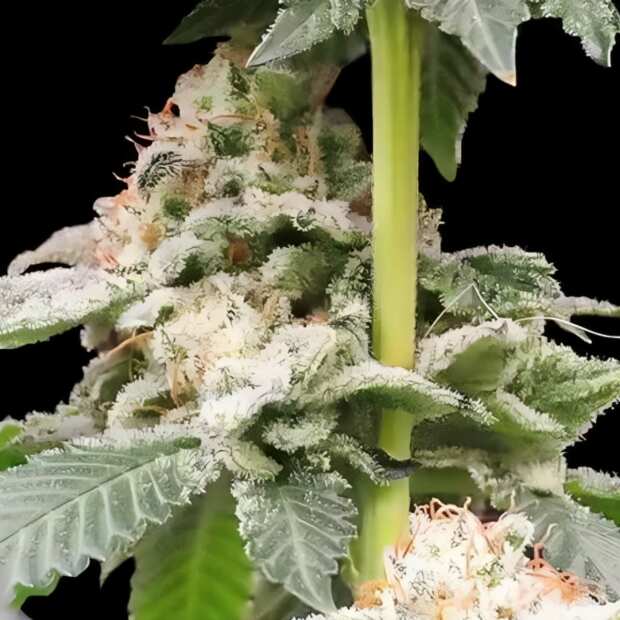 GrowSelect | Gorilla Glue